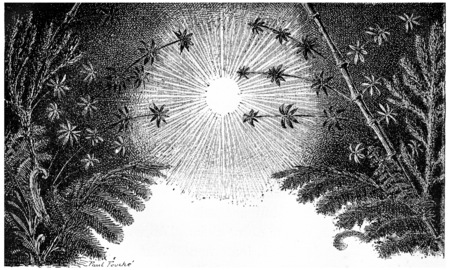The Carboniferous period, vintage engraved illustration. Earth before man â 1886.の写真素材