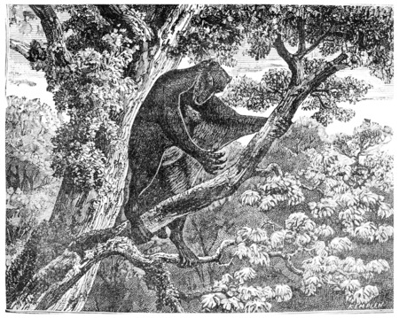 The Galeopithecus, lemurien of the Eocene period, vintage engraved illustration. Earth before man â 1886.の写真素材