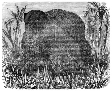 The Megatherium (Pliocene period of South America), vintage engraved illustration. Earth before man â 1886.の写真素材