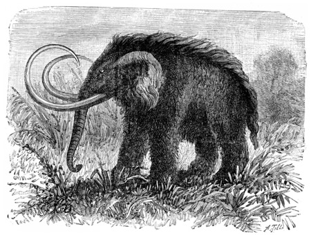 The mammoth, Elephas primigenius, vintage engraved illustration. Earth before man â 1886.の写真素材