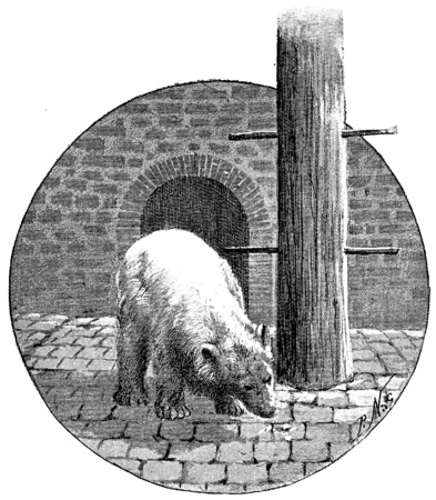 Polar bears, vintage engraved illustration. Paris - Auguste VITU â 1890.の写真素材