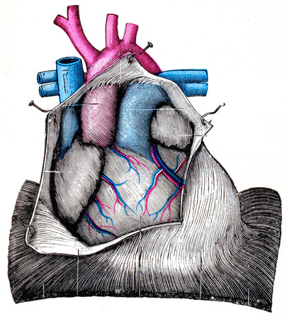 The Heart, vintage engraved illustration.