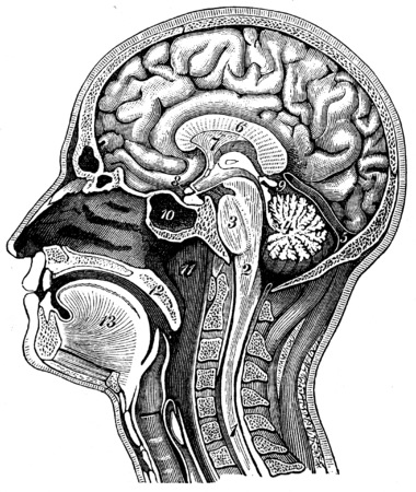 Longitudinal section of the human head, vintage engraved illustration. La Vie dans la nature, 1890.の写真素材