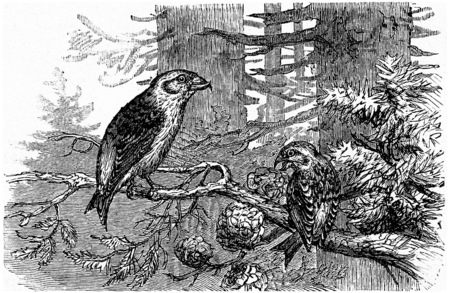 Crossbill pines, vintage engraved illustration. La Vie dans la nature, 1890.の写真素材