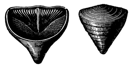Molluscs brachiopods of the Devonian period. Calceola Sandalina, vintage engraved illustration....