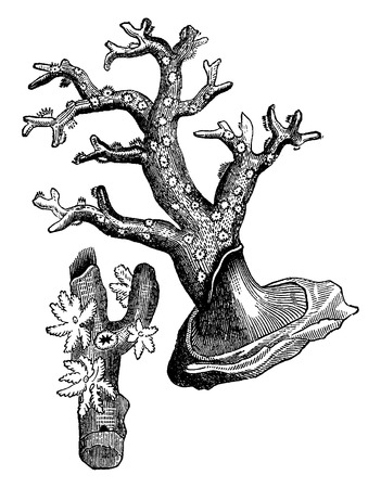 Coral polyp, vintage engraved illustration. Earth before man â 1886.のイラスト素材