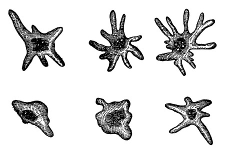 Elementary diatomaceous. Amoebae, vintage engraved illustration. Earth before man â 1886.のイラスト素材