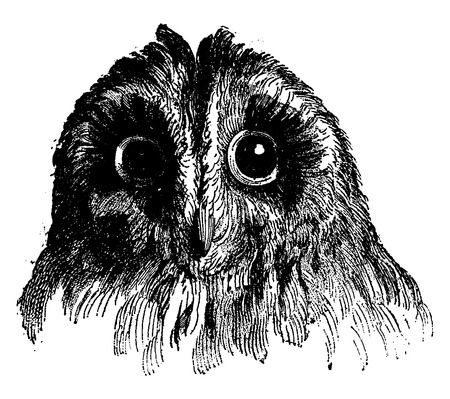 Owl, vintage engraved illustration. Earth before man â 1886.のイラスト素材