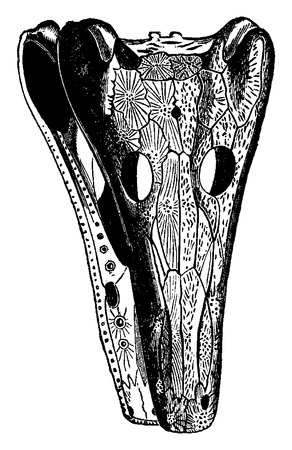 Labyrinthodonts heads, Archegosaurus and Mastodonsaurus, vintage engraved illustration. Earth before man â 1886.のイラスト素材