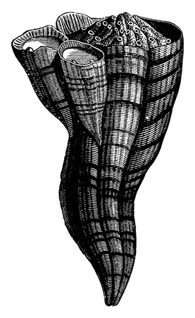 Group Hippurites Toucasianus at different ages, vintage engraved illustration. Earth before man â 1886.のイラスト素材