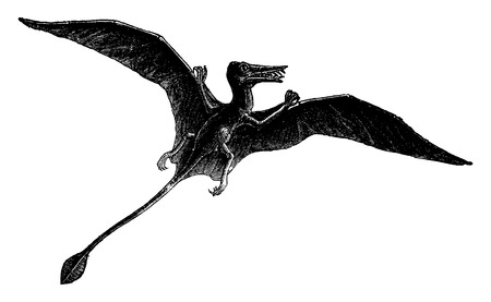 Rhamphorhynchus, vintage engraved illustration. Earth before man â 1886.のイラスト素材