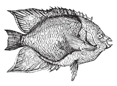 Holacanthus, vintage engraved illustration.のイラスト素材