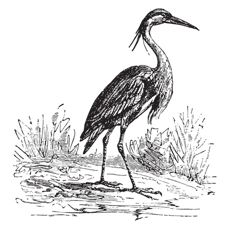 Heron, vintage engraved illustration.のイラスト素材