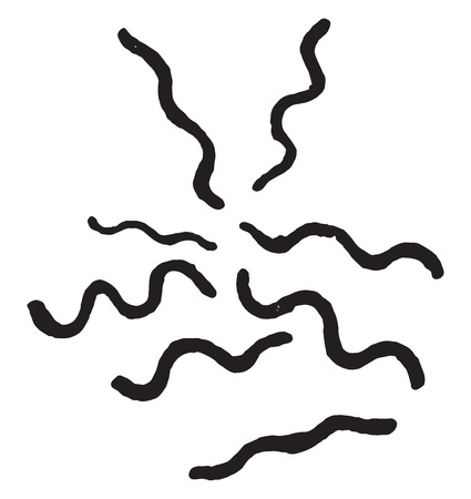 Spirillum of relapsing fever, vintage engraved illustration.のイラスト素材