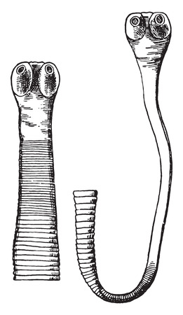 Cephalic end of Taenia saginata, vintage engraved illustration.のイラスト素材
