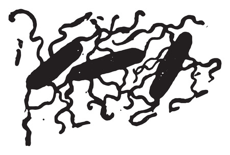 Bacillus typhosus, showing flagella, vintage engraved illustration.のイラスト素材