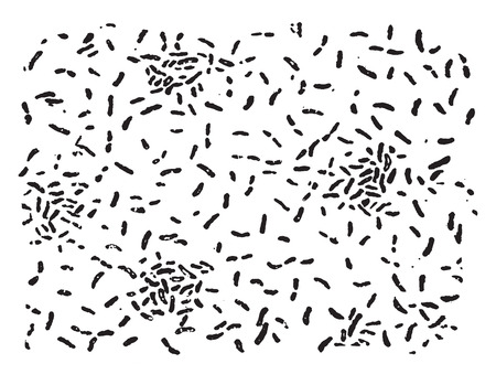 Spirillum tyrogenum, vintage engraved illustration.のイラスト素材
