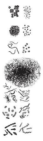 Nomenclature of schizomycetes, vintage engraved illustration.のイラスト素材