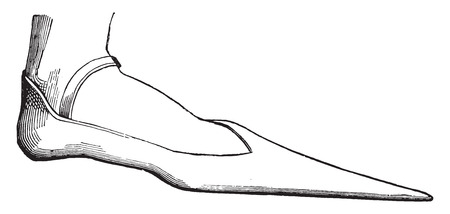 Shoes with pointed toes of a lord in the fourteenth century, vintage engraved illustration. Industrial encyclopedia E.-O. Lami - 1875.のイラスト素材