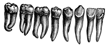 Human teeth, vintage engraved illustration. La Vie dans la nature, 1890.