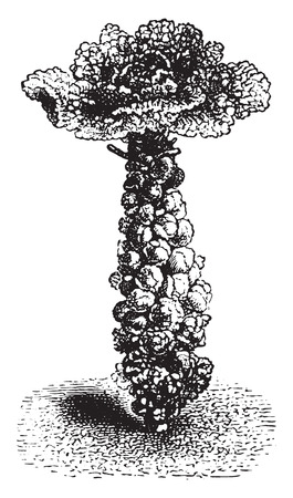 Brussels sprout, vintage engraved illustration. La Vie dans la nature, 1890.のイラスト素材