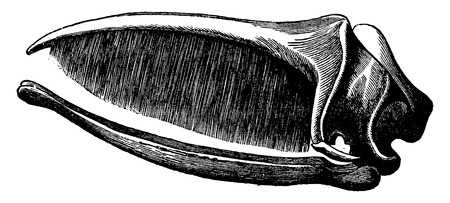 Skull whale baleen laying, vintage engraved illustration. La Vie dans la nature, 1890.のイラスト素材