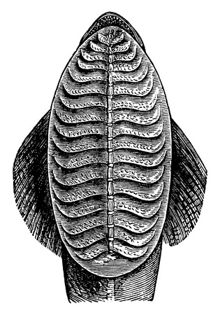 Remora head, vintage engraved illustration. La Vie dans la nature, 1890.のイラスト素材