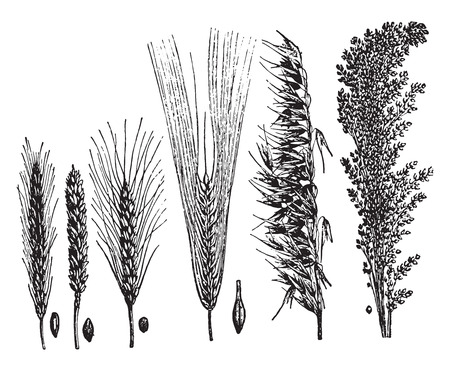 Cereals, vintage engraved illustration. La Vie dans la nature, 1890.のイラスト素材
