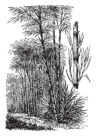 Bamboo, vintage engraved illustration. La Vie dans la nature, 1890.のイラスト素材