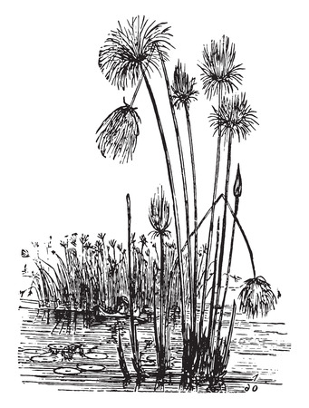 Papyrus, vintage engraved illustration. La Vie dans la nature, 1890.のイラスト素材