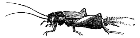 Field cricket, vintage engraved illustration. La Vie dans la nature, 1890.のイラスト素材