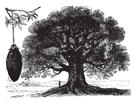 Baobab, vintage engraved illustration. La Vie dans la nature, 1890.のイラスト素材