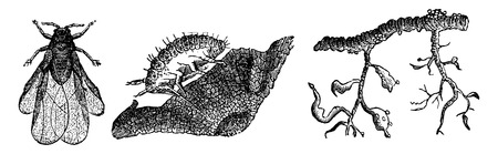 Phylloxera wing, vintage engraved illustration. La Vie dans la nature, 1890.のイラスト素材