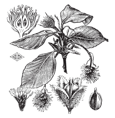 Beech, vintage engraved illustration. La Vie dans la nature, 1890.のイラスト素材