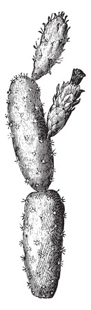 Prickly pear, vintage engraved illustration. La Vie dans la nature, 1890.のイラスト素材