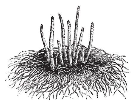 Young asparagus, vintage engraved illustration. La Vie dans la nature, 1890.のイラスト素材