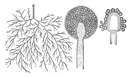 Mucor, vintage engraved illustration. La Vie dans la nature, 1890.のイラスト素材