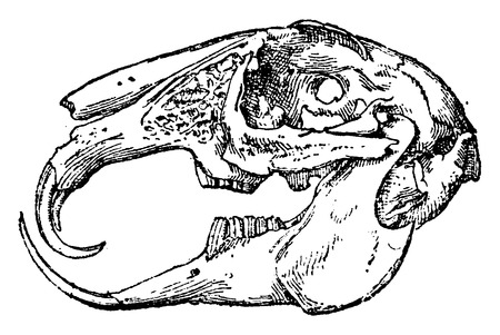 Rabbit monstrous tooth, vintage engraved illustration. Natural History of Animals, 1880.のイラスト素材