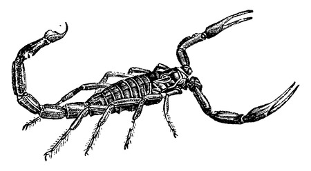 Scorpion, vintage engraved illustration. Natural History of Animals, 1880.のイラスト素材