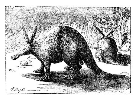 Aardvark, vintage engraved illustration. Natural History of Animals, 1880.のイラスト素材