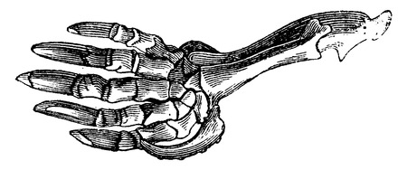 Foreleg Bat, vintage engraved illustration. Natural History of Animals, 1880.のイラスト素材