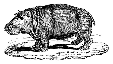 Hippopotamus or hippo, vintage engraved illustration. Natural History of Animals, 1880.のイラスト素材