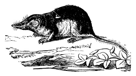 Shrew or shrew mouse, vintage engraved illustration. Natural History of Animals, 1880.のイラスト素材