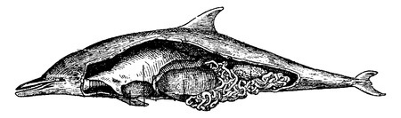 Dolphin, vintage engraved illustration. Natural History of Animals, 1880.のイラスト素材