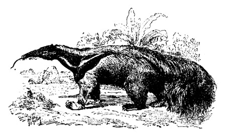 Anteater, vintage engraved illustration. Natural History of Animals, 1880.のイラスト素材