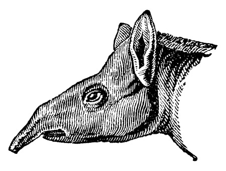 Tapir, vintage engraved illustration. Natural History of Animals, 1880.のイラスト素材