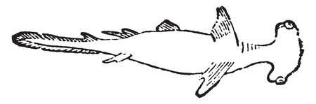 Hammer, vintage engraved illustration. Natural History of Animals, 1880.のイラスト素材