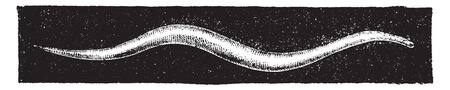 Roundworm or nematodes, vintage engraved illustration. Natural History of Animals, 1880.のイラスト素材