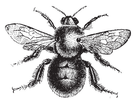 Bumblebee, vintage engraved illustration. Natural History of Animals, 1880.のイラスト素材