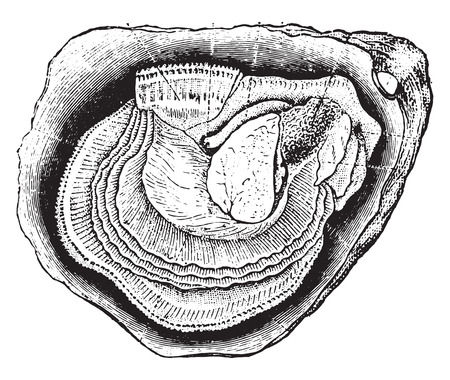 Anatomy of the oyster, vintage engraved illustration. Natural History of Animals, 1880.のイラスト素材